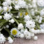 It is one of the most reliable everlastings for cutting, drying and arranging.