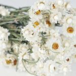 Clusters of small, daisy-like blooms with papery white ray-florets make Ammobium alatum both charming and unique