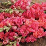 As blooms age, the colours transition in colour as they age, offering a dynamic and attractive display.