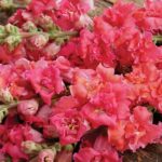 Madame Butterfly 'Cherry Bronze' flowers bloom in warm coral-apricot to rose-coral shades.