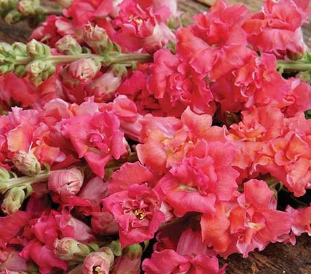 Madame Butterfly 'Cherry Bronze' flowers bloom in warm coral-apricot to rose-coral shades.