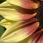 A glowing contrast of lemon-yellow petals flushed with deep red towards a dark centre.