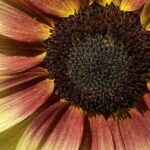 ‘ProCut® Lemon/Red Bicolor’ is one of the latest colourways in this renowned line.