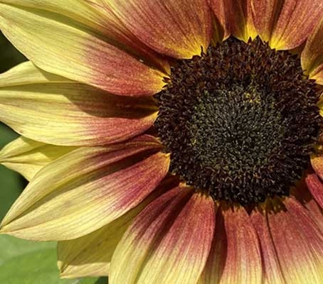 Bred for cutting, it produces tall, single stems 150 to 210cm (5 to 7ft) high.