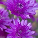 ‘Superbissimum Purpureum’ is a true single-colour strain, fixed by breeders and consistent in appearance.