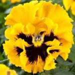 Viola wittrockiana 'F1 Frizzle Sizzle Yellow' -0