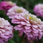 Zinnia elegans 'Dahlia-Flowered Dream'-20889