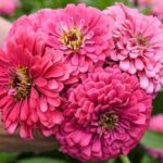 They open carmine red and age to a delicate soft pink tone.