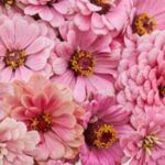 Zinnia elegans 'Dahlia-Flowered Miss Willmott'-0