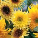 Helianthus annuus Starburst Mix