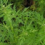 Sweet Annie is a graceful and sweetly fragrant annual with tall stems with fine bright green ferny foliage.