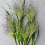 The feathery sprays are prized for cutting, where they lend airiness without weight.