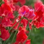 Lathyrus odoratus Philip Miller Fleck