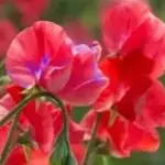 Lathyrus odoratus Philip Miller Fleck