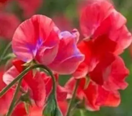 Lathyrus odoratus Philip Miller Fleck