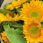 Perfectly shaped blooms with overlapping, rounded glowing petals and a matching golden centre.