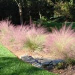 The blooms are exquisitely beautiful and persist well into winter, giving a real end-of-season show.