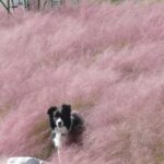 In late summer through to autumn, gauzy pink plumes drift above the hummocks.