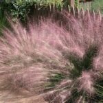 Muhlenbergia reverchonii ‘Undaunted’ is prairie poetry with zero drama.