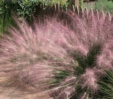 Muhlenbergia reverchonii ‘Undaunted’ is prairie poetry with zero drama.