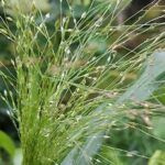 Panicum elegans is a graceful annual grass grown for its glittering silvery seed heads.