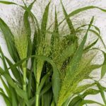 The feathery sprays are prized for cutting, where they lend airiness without weight.