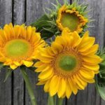 Slightly taller, slightly later to bloom, and has wider, more rounded petals for a refined appearance.