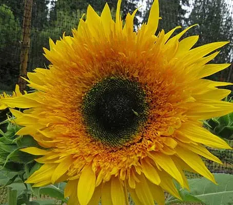 Helianthus annuus Starburst Panache