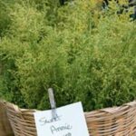 It has been used for centuries in wreaths and other aroma projects and is one of the best natural air fresheners around.