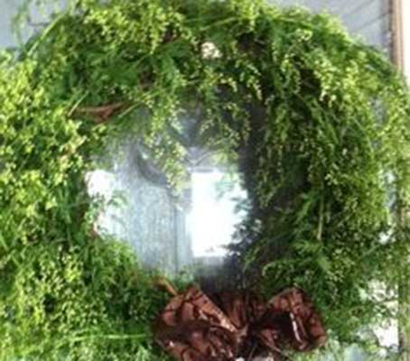 Sweet Annie has been used for centuries in its dried form in wreaths