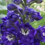 Delphinium 'Magic Fountains Sky Blue'