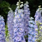 The petals often have a faint lavender wash, and the little centre 'bee' is usually white.