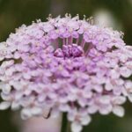 Didiscus caerulea 'Lacy Mix'