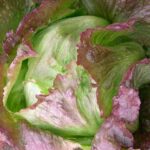 A colourful take on the classic crisphead, pale green hearts wrapped in outer leaves flushed red to burgundy.