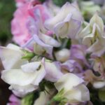 ‘Mammoth Pastel Mix’ is a dreamy grandiflora Sweet Pea blend, in blush, shell-pink, cream, peach and lavender,