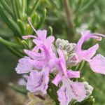 Rosemary 'Rosy' has slender, aromatic leaves, studded with clouds of small rose-pink flowers