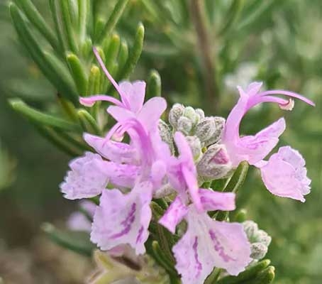 Rosemary 'Rosy' has slender, aromatic leaves, studded with clouds of small rose-pink flowers