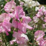 Marvellous … and guaranteed to make you fall completely in love with them.