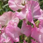 The buds open a shade deeper, then the petals soften to shell-pink with a faint silvery bloom on the wings.