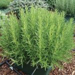 Evergreen and naturally compact, Rosemary 'Rosy' is perfect for pots and containers.