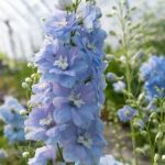 Delphinium 'Magic Fountains Sky Blue' has densely packed spires of large, semi-double sky blue flowers, each with a white central 'bee'.