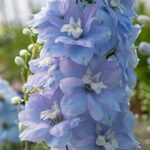 It is ideal for borders and can be grown as a container plant.