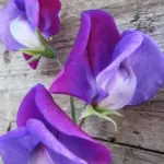 Lathyrus odoratus Violet Queen Sweet Pea