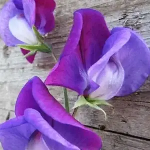 Lathyrus odoratus Violet Queen Sweet Pea