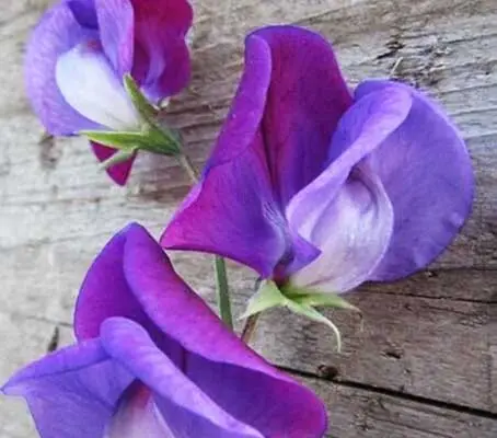 Lathyrus odoratus Violet Queen Sweet Pea
