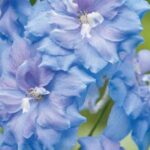 You said: delphinium Summer Skies - describe colour ChatGPT said: Delphinium ‘Summer Skies’ is a soft, airy sky-blue, more powdery pastel than deep sapphire.