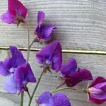 Lathyrus odoratus Violet Queen Sweet Peas