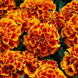 Tagetes petula 'Queen Sophia'