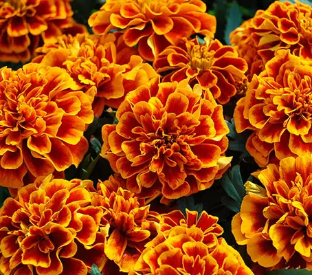 Tagetes petula 'Queen Sophia'