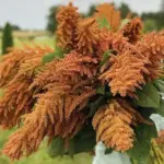 Amaranthus cruentus 'Bronze'